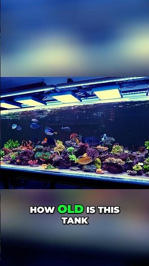 Beautiful Acropora Dominated Reef Tank