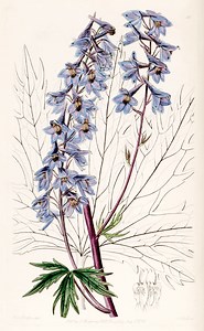 Delphinium ~ Detailed Information | Photos | Videos