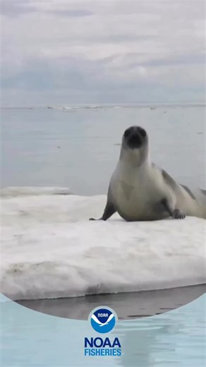 NOAA Fisheries on Instagram: "We heard watching cute guys playing on the ice was super popular right now …? Sorry, no hockey players here—but these ribbon seals are showing off their best moves. Most ice seals move in an up-and-down motion across the ice, like caterpillars. But ribbon seals are different. They propel themselves forward using their fore-flippers and shifting their head and hips side to side. Learn other interesting facts about ribbon seals at the link in bio. #HeatedRivalry #Seal
