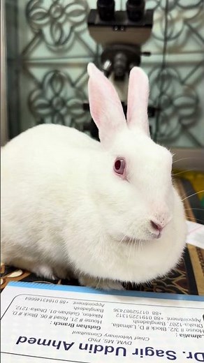 Emergency Vet Clinic: Rabbit’s Abscess Surgery: Pet Care: Exotic Vet: 01912251312, 01752987436