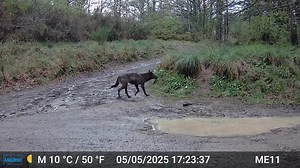 Italien Wolf-Hund-Hybriden (Wolf-Hund-Paarung) wurden in den letzten Jahren in Italien zunehmend festgestellt. Ursprünglich ging man einmal von einem Anteil von 2-5% aus. Eine Untersuchung unter Leitung von Valeria Salvatori in den Jahren 2012-2014 in der Provinz Grosseto hatte festgestellt, wie hoch der Anteil der dortigen 13 Wolfsterritorien ist. In dieser Zeit stieg der Anteil der Hybridisierung von 10% in 2012 auf 31% in 2014. Tendenz steigend. https://link.springer.com/article/10.1007/s1034
