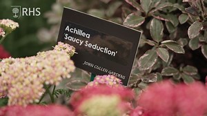 Want to grow Achilleas in your garden? In this introductory video, John Cullen Gardens Ltd share a few top things to consider, from cultivation to propagation, and how to make your Achilleas drought-tolerant 🌸 https://youtu.be/qtN2QMixIDg | RHS - Royal Horticultural Society