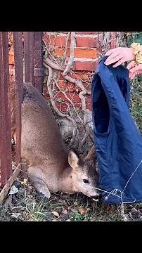 Woman saves deer in backyard