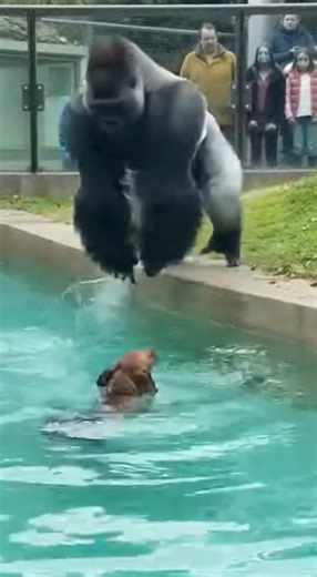 They thought the gorilla would turn violent… seconds later, the dog proved them wrong 😳🦍🐕 #animalrescuestory #gorillamoment #wildanimalshorts #UnexpectedHeroes #EmotionalAnimalStory #viralanimalreels | Animal Moments