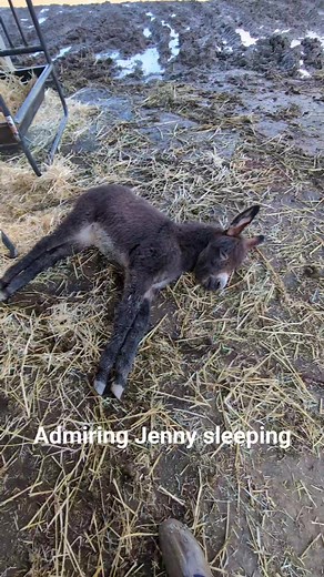 Donkeys are just the cutest 😍🥰. #cutenessoverload #donkey | Oscar’s Place Adoption Center & Sanctuary