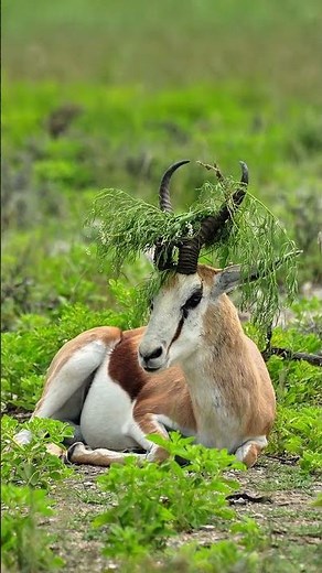 Springbok at Etosha National Park in Namibia.