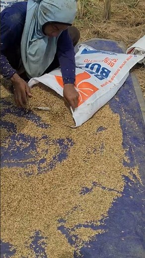 simple tricks for packing dry rice grains ready for transport #shorts