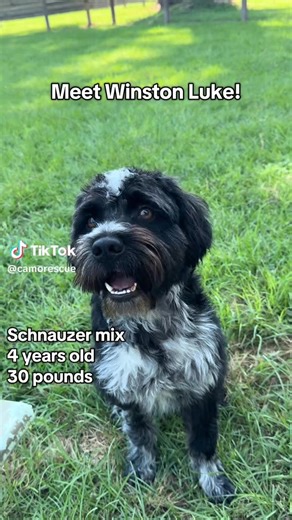 4K views · 135 reactions |  Meet Winston Luke — a 4-year-old, 29-lb...