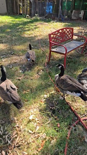 2.3K views · 169 reactions | Happy Thursday Everybody. Here is a video of us being put to bed after a long day in the yard. Hope everyone has had a good week and stay safe | Waddles the Goose | Facebook