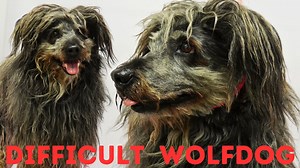 A VERY difficult wolf hybrid dog | Girl With The Dogs