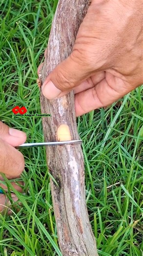 203K views · 2K reactions | Cara praktis grafting anggur | Saepul Rahman | Facebook