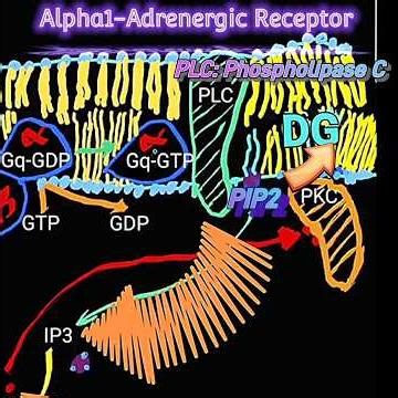 The Alpha1-Adrenergic Receptor & IP3, Ca+2 and DG @Metabolism Made Easy