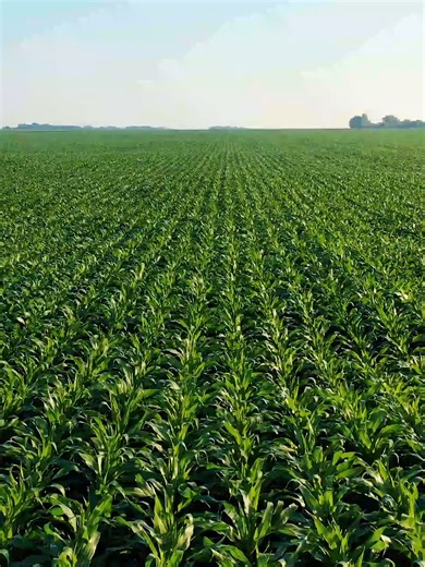 Sustainable Agriculture in 2026 🌾 Sustainable farming in 2026: what does it actually look like? We’re visiting model farms to break it all down for you. Full video on YouTube 🎬🌱 #EcoFacts #sustainableliving #Sustainability #SustainableAgriculture #RegenerativeAgriculture #OrganicFarming #Permaculture #SustainableFood #FoodSystem #EcoFarming #GreenFarming #Environment #FoodSustainability