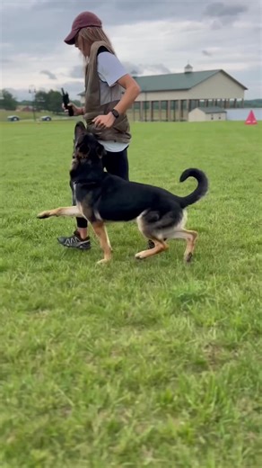 I believe the heeling is the bedrock for everything else in the IGP obedience routine. The emotion, clarity, attitude, and understanding behind it can make or break exercises. But damn, if it doesn’t take work to look precisely the way you want! 🫠#germanshepherd #workingdog #gsd #dogsoftiktok #germanshepherdsoftiktok #dogs #dogtrainer#dogtraining#dogobedience #dogtrainerlife#dogsport#schutzhund