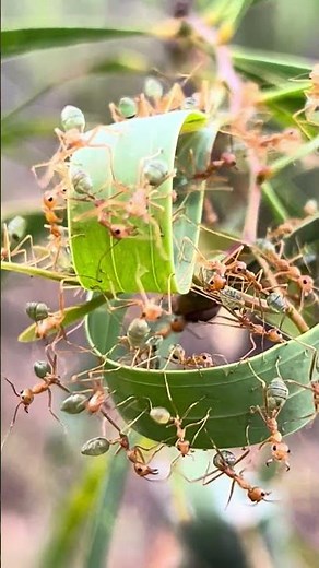 Green Ant constructions #greenant #nature #australia #ants
