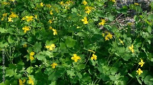 Celandine, weeds with yellow flowers look like flowers. Celandine oil is most often used to treat warts and skin papillomas, also for fungus and for the treatment of facial skin Self-seeding plants
