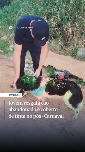 Estado de Minas | 🎥 Caso mobiliza nas redes Um vídeo compartilhado por Afonso Páulla mostrou o resgate de um Border Collie abandonado logo após o Carnaval e... | Instagram