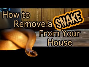 How to REMOVE a SNAKE from inside your house. 🚫 🐍🏠