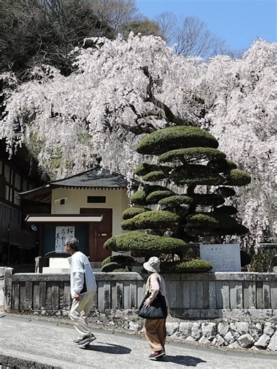 蓮照寺のシダレザクラが満開 広島・庄原市#TikTokでニュース #毎日新聞 樹齢約150年のシダレザクラが満開を迎え、青空をバックに降り注ぐ桜の花びらが、訪れた人たちを魅了していた。