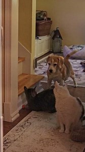 Kevin the cat keeps getting punched in the face