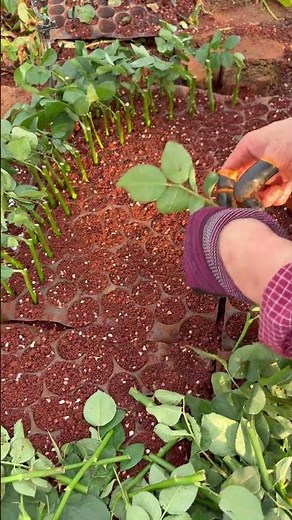 How to Propagate Rose Cuttings in Trays for Best Results! 🌹✨ #shorts