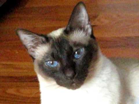 Talking Siamese Cat VERY talkative! She answers all my questions!