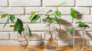 The basics of propagating plants in the Tucson desert