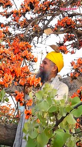 37K views · 1.3K reactions | #kesu #flowers #nature #flameoftheforest #butea #monosperma #palash #dhak #tree #sacredtree #buteamonosperma #floweringtrees #tesu #kesudo #orangeflower #Tapoban #TapobanDhakkiSahib | Tapoban Dhakki Sahib - ਤਪੋਬਣ ਢੱਕੀ ਸਾਹਿਬ, ਮਕਸੂਦੜਾ | Facebook