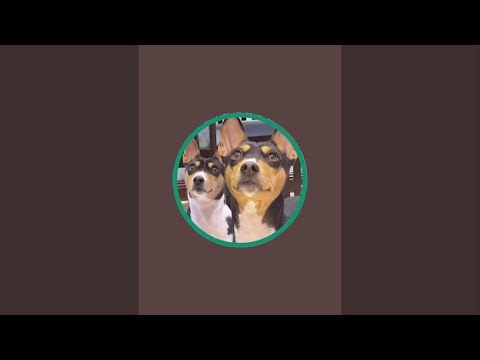 Basenji Adventures is live in the backyard!