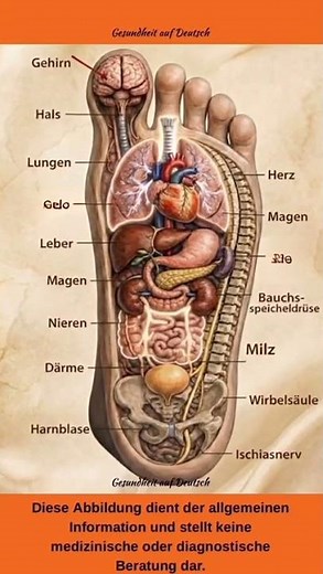 🧠🫀 Der menschliche Körper – Organe einfach erklärt #gesundheit #ernährung