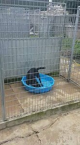 One of our lovely dogs enjoying her stay in our EB kennels | Labrador Retriever Rescue Southern England
