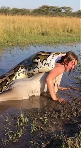A shocking sight in the African savanna as a giant python slowly swallows a woman. #python #Python