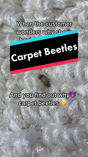 Understanding Carpet Beetle Bites and Skin Reactions