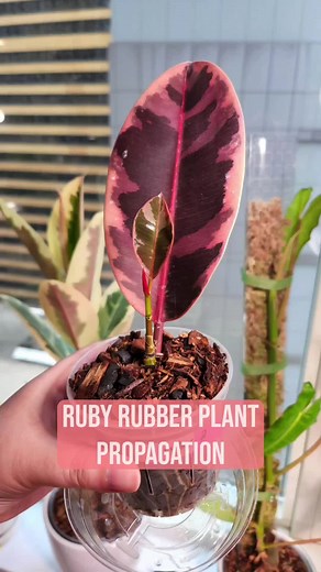 Ruby Rubber Plant Propagation Guide | Ficus Elasticaruby Tips