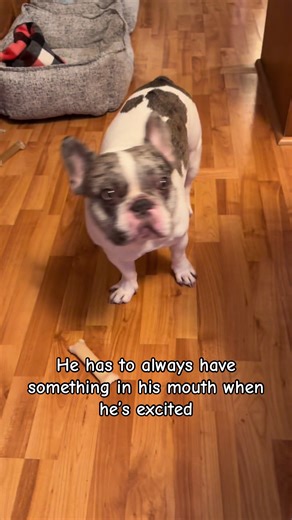 #CapCut #exciteddog #frenchiesoftiktok #happydog #cutepets