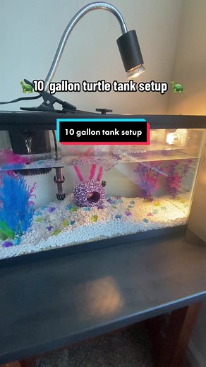 10 Gallon Turtle Tank Setup: A DIY Guide