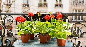 Quand planter les géraniums au balcon ?