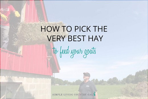 Complete Hay Guide for Goat Owners (Made Simple!)