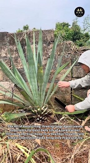 🌿 Traditional Plant Care: Trimming Wild Agave Leaves ✂️ #shorts