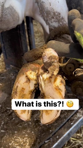 634 reactions · 9 comments | Looks like some sort of growth on this cows hoof. She had a small lesion underneath. #viralreels #reelsfb #fypシ゚viral #fypシ #fyp #satisfying #coworking #comfort #weird | Brett DeGroot | Facebook