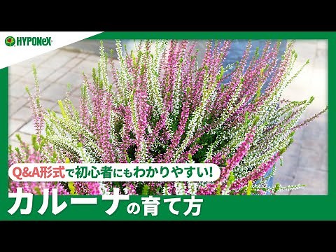 ☘152: How to Grow Calluna | Learn how to prune and other basic care tips! Learn about daily care ...