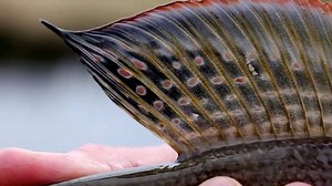 6.6K views · 185 reactions | Arctic grayling are a beautifully unique fish and you can find them in many lakes in the Uintas. Learn more by watching the full video at https://youtu.be/gGGq3Xue14I. | Utah Division of Wildlife Resources | Facebook