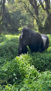 When a silverback mountain gorilla walks straight toward you and stops at your side, the forest feels alive in a way you can’t describe. It’s in moments like this that I’m grateful to live in a world where mountain gorillas still walk these forests. If you were standing right there with him… what’s the very first emotion that would hit you? Day 4/15 with 🦍🦍🦍 #mountaingorilla #mountaingorillas #greatapes #Uganda #WildlifePhotography #NaturePhotography #WildlifeConservation #ConservationPhotogr