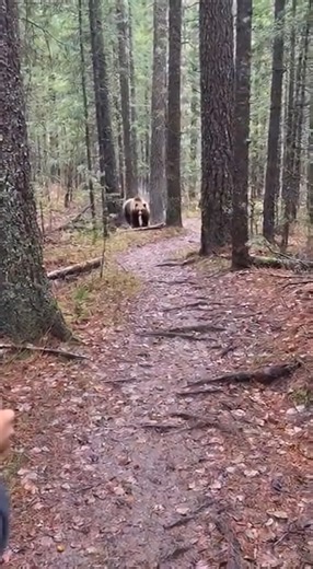 1.5M views · 19K reactions | A lone gray wolf materializes from the fog on a silent snowy road. Filmed from inside a parked car, every breath fogs the glass as the animal locks eyes with the camera. When it suddenly charges toward the bumper, the phone almost slips. #wildlife #wolf #snow #nature #realencounter #realdanger #shorts | Wild Animal Encounters | Facebook
