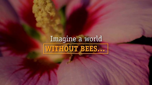 A world without bees is a world without... | Food and Agriculture Organization of the United Nations (FAO)