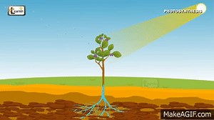 Photosynthesis | Photosynthesis in plants | Photosynthesis - Biology basics for children | elearnin on Make a GIF