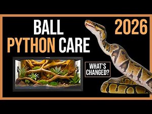 Ball Python Care 2026: The NEW Complete Guide!
