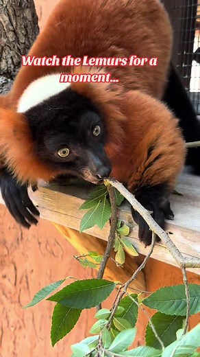 Up-close view of the Red-ruffed Lemurs: scent-marking and loving it. 🥹🌱 Red-ruffed Lemurs are from Madagascar and are Critically Endangered due to hunting and habitat loss, like slash-and-burn agriculture. They are also the LARGEST pollinators in the world, because when they feast on fruits and flowers, the pollen sticks to the fur on their faces. As they travel from tree to tree, they help pollinate the flowers. Video provided by Jessie, Bird & Mammal Keeper #staugalligatorfarm #zooanimals #s