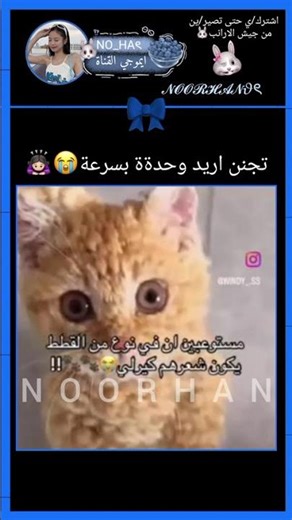 كيوتي😫#ليسا_جيني_روزي_جيسو #قطط #كيرلي