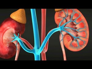 How do our kidney works | learn through animated videos